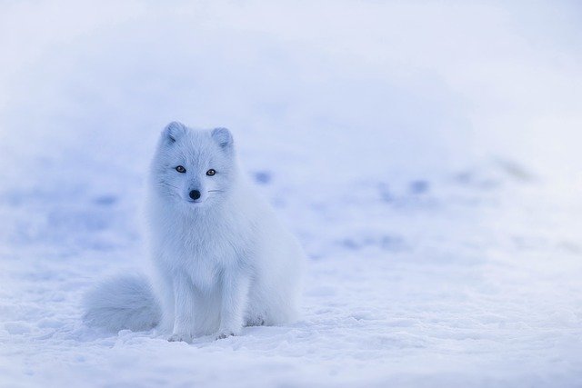 littel white snow fox 